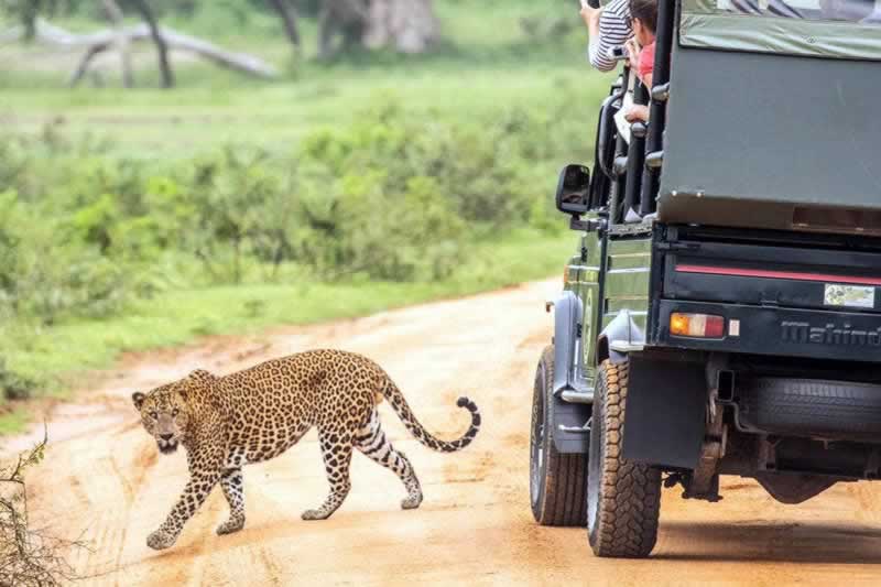 Wild life safari